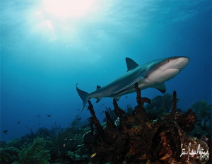 Reef Shark grazing the reef - Bahamas by Steven Anderson 
